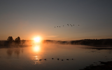 Sunrise mist on the Yellowstone River with Canadian Geese flying overhead in Yellowstone National...