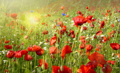 Beautiful poppy and daisies field .