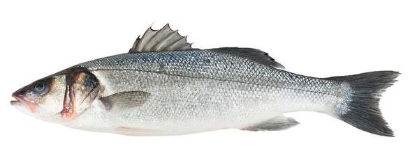Fresh Sea Bass fish isolated