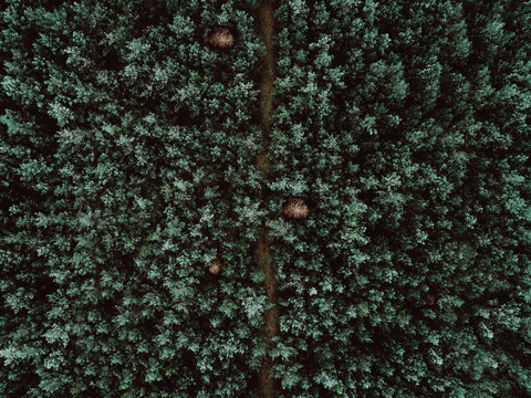 Versteckter Weg im Wald