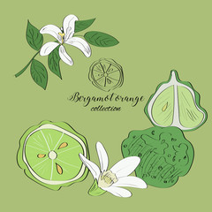 Hand drawn illustartion of bergamot orange fruit and flowers.