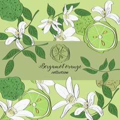 Hand drawn illustartion of bergamot orange fruit and flowers.