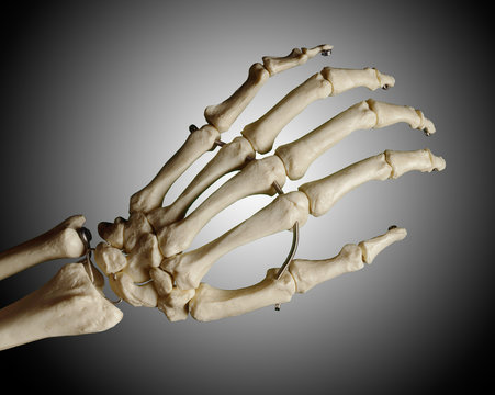 Study model of a skeleton of a human hand, grey background