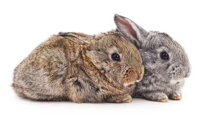 Two rabbits.