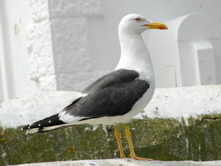 Seagull