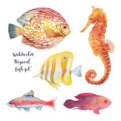 Watercolor tropical fish set. Hand drawn underwater animal illustration of coral reef fishes and sea horse isolated on white background. Artistic natural collection © ldinka