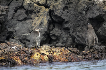 Fototapeta na wymiar Two Galapagos penguins on rocky shore, Isabela Island, Galapagos