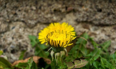 Löwenzahn im Frühling