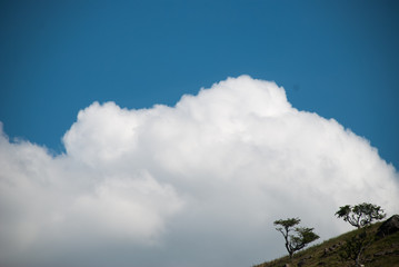 Big clouds and small trees