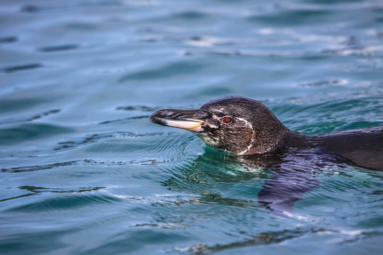 Close up of a Galapagos penguin swimming in the sea, Isabela Island, Galapagos
