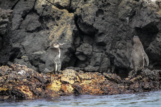 Two Galapagos penguins on rocky shore, Isabela Island, Galapagos