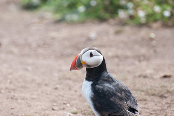Puffin