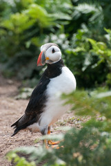 Puffin