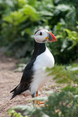 Puffin hinter Farngewächs