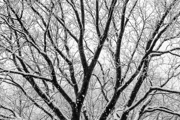 Winter Trees