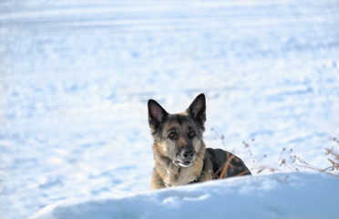 Dog Hiding In Snow