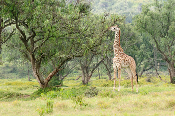African animals