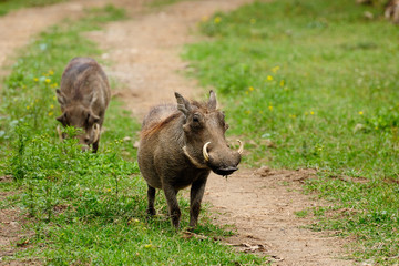 African animals