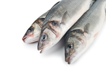 Seabass (Dicentrarchus labrax) on white