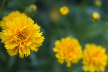 flower, chrysanthemum