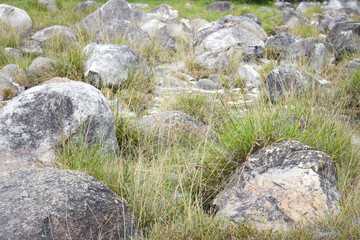 Rock and grass in field background