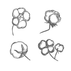 Vector set of hand draw ink cotton plant. Cotton icons illustration set. Can be used as logo, labels, stickers and emblems. Doodle branch of cotton. Sketch. 