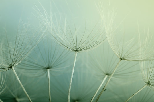 Fototapeta Blue abstract dandelion flower background, extreme closeup with soft focus, beautiful nature details