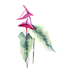 Exotic Flowers. Watercolor Illustration.