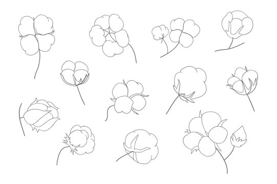 Vector set of hand draw ink cotton plant. Cotton icons illustration set. Can be used as logo, labels, stickers and emblems. Doodle branch of cotton. Sketch. 