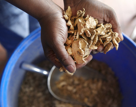 Dried ginger in hands over a large barrel.