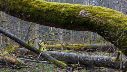 Monumental ash trees broken in spring