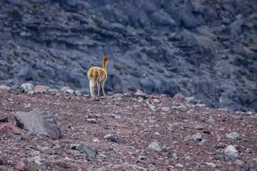 Vicuna in desert landscape, Chimborazo Nature Reserve, Ecuador