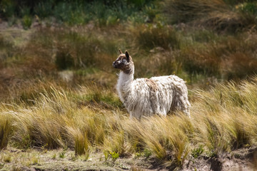 Fototapeta premium Alpaca in alpine grassland, Chimborazo Nature Reserve, Ecuador