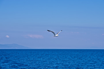 Fototapeta na wymiar Seagull flying over Aegean sea with greek islands in background, somewhere in Greece