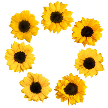 Set of photos of shiny yellow sunflowers, isolated on white