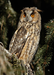 Long-eared owl
