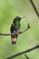 Buff tailed coronet hummingbird perching on a branch in the rainforest, Bellavista, Ecuador