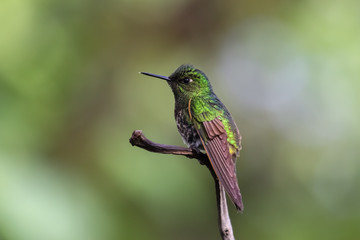 Buff tailed coronet hummingbird perching on a branch in the rainforest, Bellavista, Ecuador
