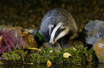 Badger