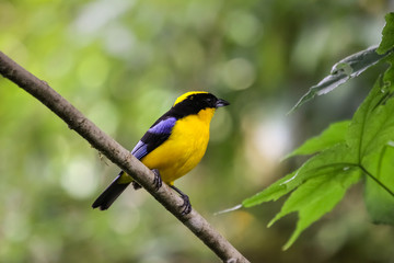 Close up of a Blue winged tanager on a branch with bokeh background, Ecuador