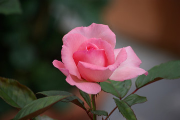 Rose en bouton au jardin au crépuscule