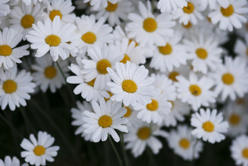 Daisies
