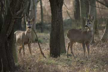 Coppia di Caprioli nel Bosco