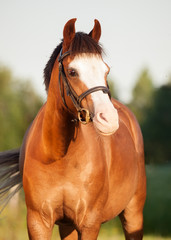 portrait of beautiful welsh pony mare
