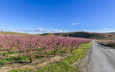 Fototapeta na wymiar Blossoming peach tree in spring