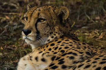 Portrait of a Cheetah. Cheetah is a predator of the cat family. In just a few seconds an adult Cheetah is capable of speeds of the car. 