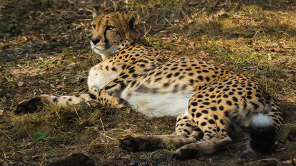 Cheetah lying on the grass and looks forward