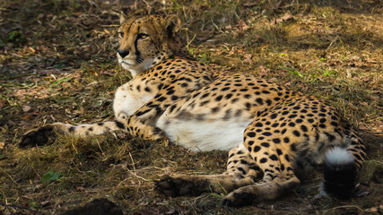 Fototapeta premium Cheetah lying on the grass and looks forward