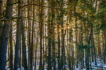 Fototapeta na wymiar Sunset over the snow covered forest