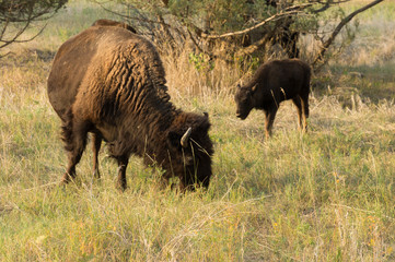 Bison at campground at Theodore Roosevelt Nat'l Park, ND, USA